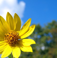 gelbe Sonnenblume vor blauem Himmel Nahaufnahme