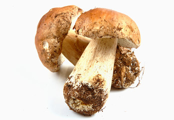 funghi porcini