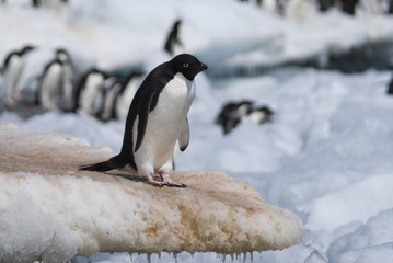 Obraz premium Adelie Penguin