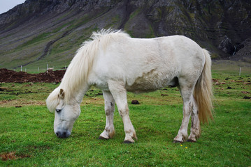 Icelandic horse