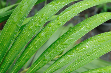 Water Drop On Leaves