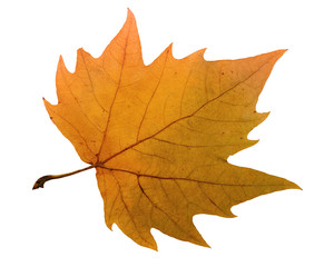 Maple leaf with hand made clipping path