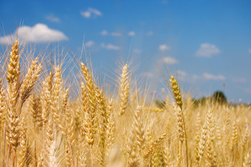 Ripe rye against the blue sky