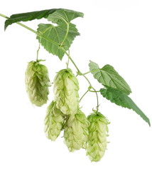 branch of hops on a white background