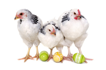Chickens and easter eggs