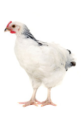 chicken