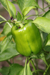 Poivron