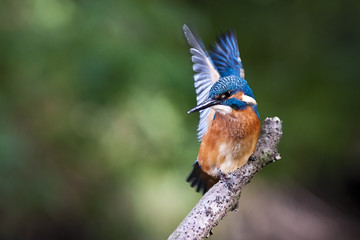 Kingfisher - Alcedo atthis