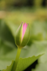 Pink lotus budding