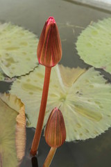 Pink water lily budding