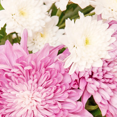 chrysanthemum