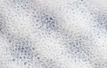sponge