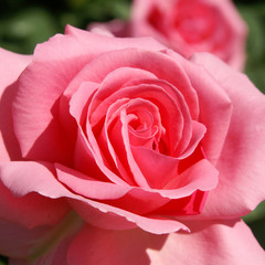 Obraz premium rose
