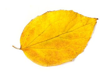 Yellow autumn leaf isolated on white background