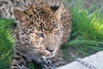 sad sight of leopard on chain