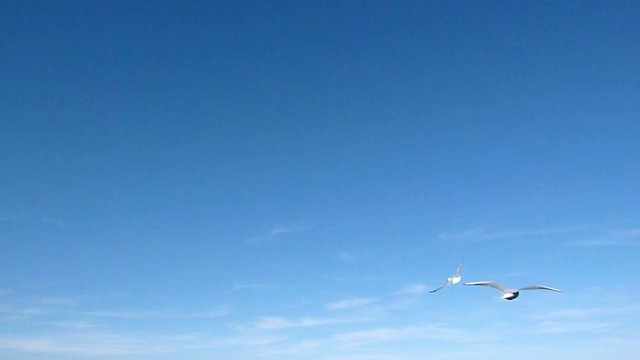 M&ouml;wen am Himmel Video