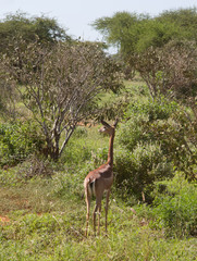 antelope