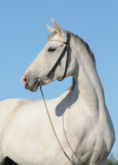 Obraz premium Portrait of a gray horse