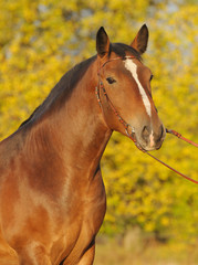Obraz premium Autumn portrait of a horse