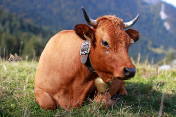 vache en montagne