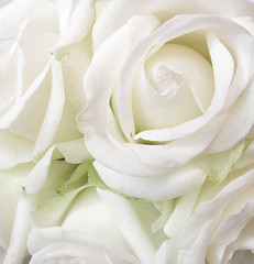 Beautiful,soft white roses