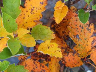 Herbstlaub