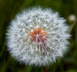 Dandelion