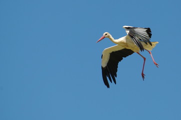 cigogne en plein vol