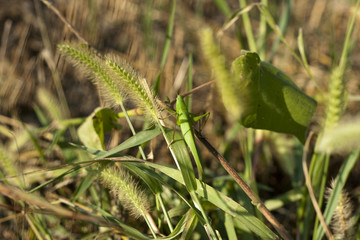 green grasshopper sitting on a spike