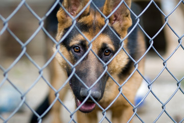german shepherd (1 year old) behind a fence
