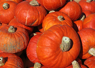 Orange squash in the early morning light