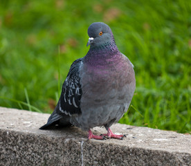 pigeon