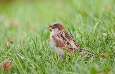 sparrow in a grass