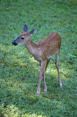 Whitetail fawn