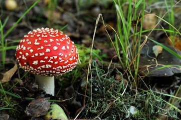 Pilze 5