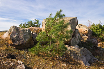 Fototapeta na wymiar Young pine tree by the stone pile