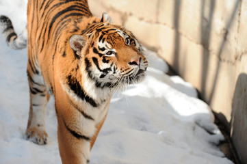Tiger on the snow background