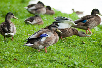 wild duck