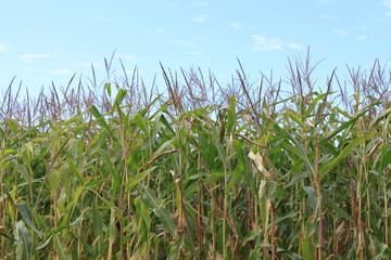 Corn Field