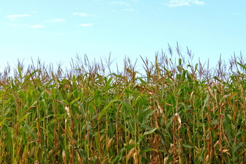 Fototapeta premium Corn Field II