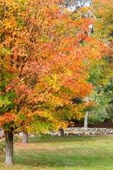 Fall in New England IV