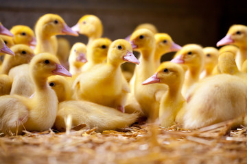 Little Ducklings - 26403925