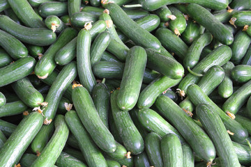 Salatgurken