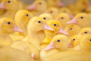 Little Ducklings