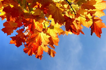 Fototapeta na wymiar Ahornblätter im Herbst