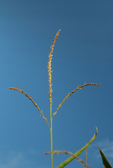 Blue sky corn plant