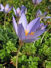 Colchicum