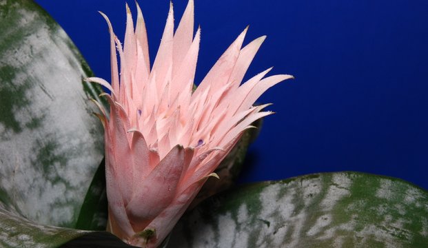 aechmea