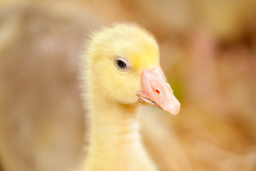 Little Ducklings