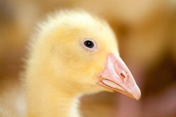 Fototapeta premium Little Ducklings